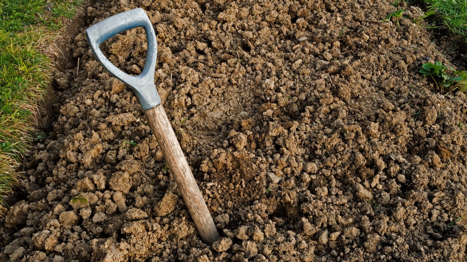 A shovel stands upright, featuring a sturdy metal grip contrasting against a smooth wooden shaft. Its blade, concealed beneath clumped brown soil, suggests recent use in gardening or construction tasks.