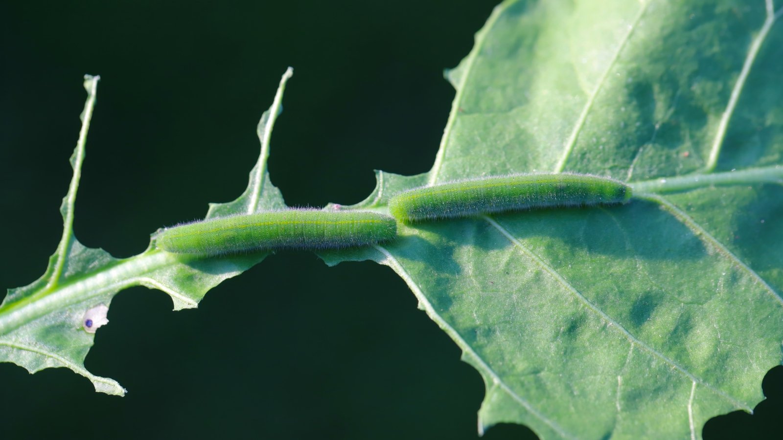 Velvety green caterpillars with faint yellow stripes munch on leaves and leave ragged holes.
