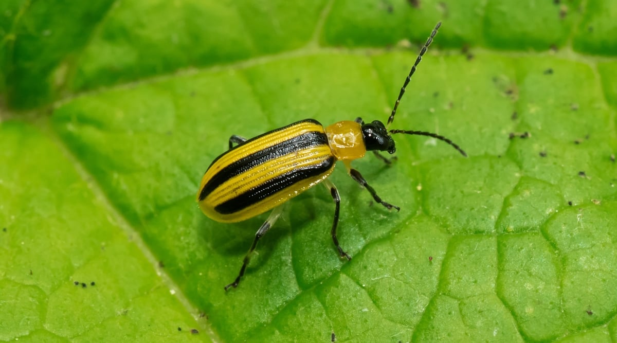 The Striped Cucumber Beetle, featuring bold black and yellow stripes, rests gracefully on the smooth surface of a vibrant green leaf. Its intricate coloration and compact physique make it an eye-catching insect, contributing to the diverse tapestry of the garden ecosystem.
