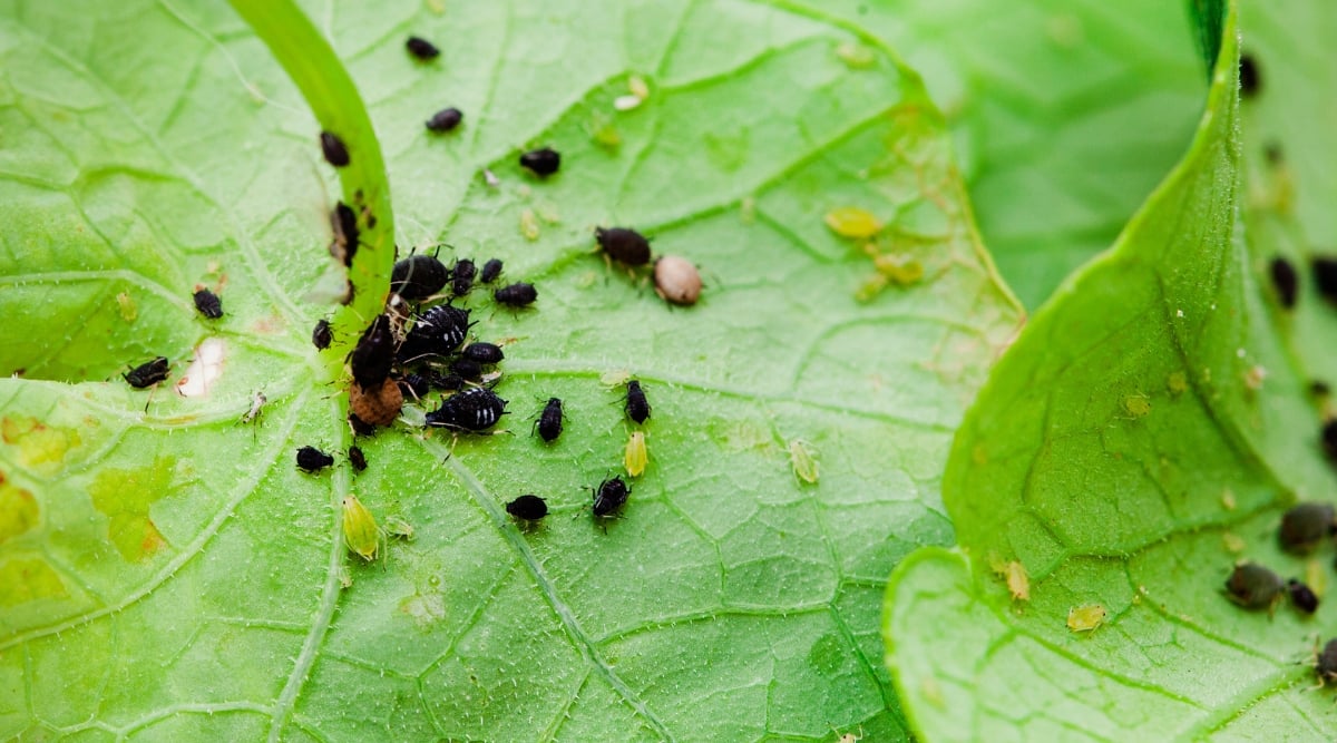 A close-up of black and green aphids as they infest the underside of a nasturtium plant leaf. The contrasting colors of the tiny pests create a visually striking scene against the backdrop of the leaf's intricate veins and vibrant green hues.
