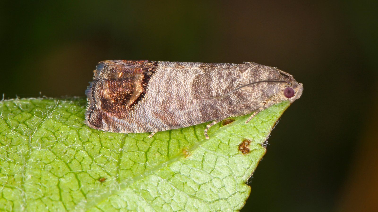 A brownish-grey codling moth (Cydia pomonella) rests on a large green leaf, its patterned wings blending into the natural surroundings. The moth’s subtle markings and the detailed texture of the leaf create a striking contrast.