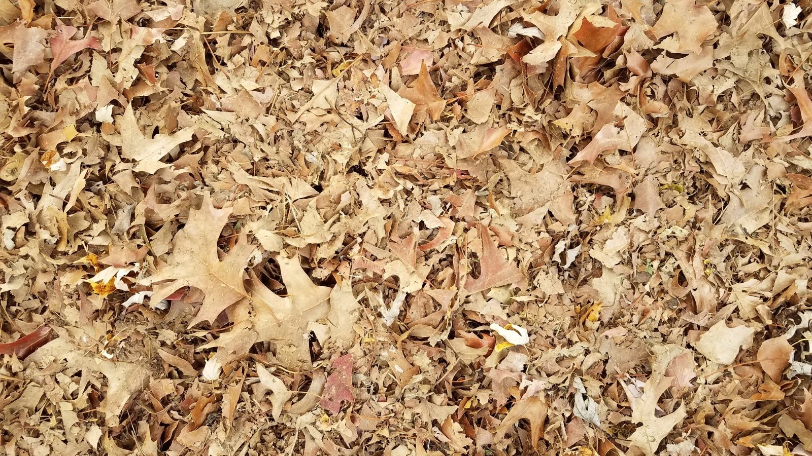 A close-up view of finely shredded brown organic material scattered evenly across the ground, with hints of texture from broken twigs.