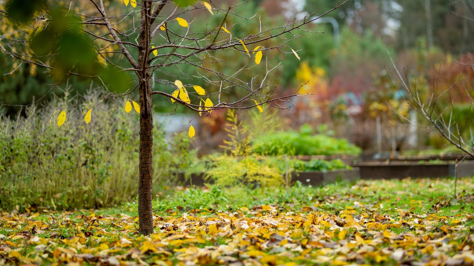 A young tree is surrounded by golden-brown organic matter on the ground, creating a neat ring on a lush, grassy lawn in a vibrant, park-like setting.