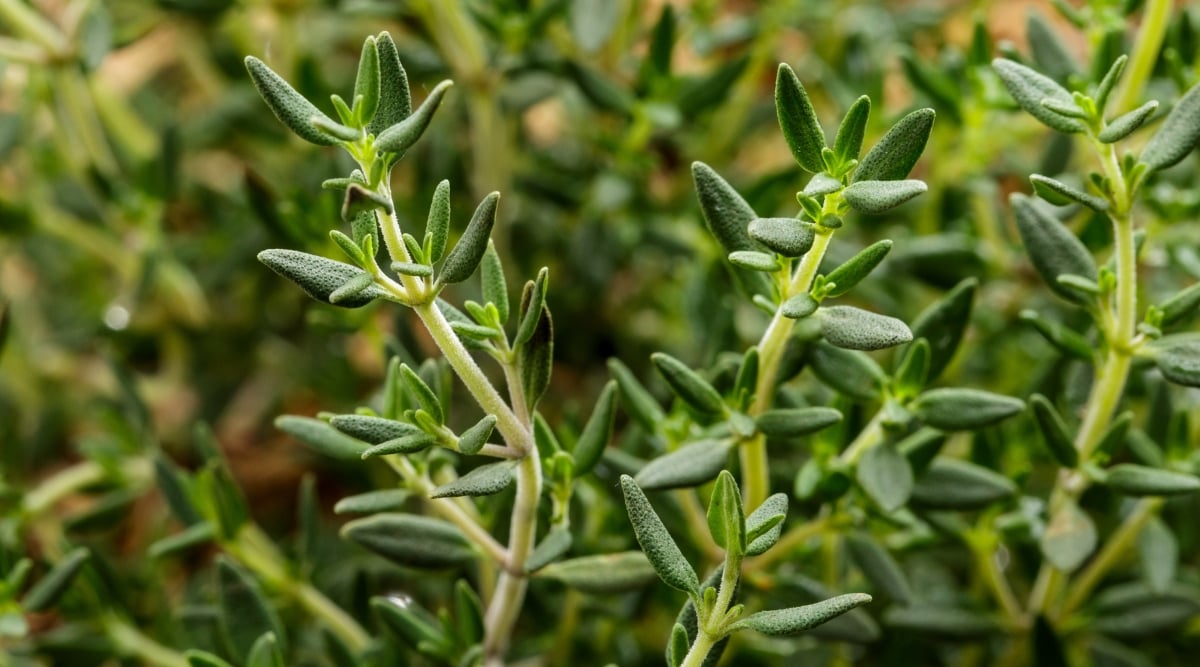 A cluster of thymes with dark green leaves and light green stems. The leaves appear small yet thick, providing a lush texture. The blurred background hints at a thriving collection of these vibrant plants.