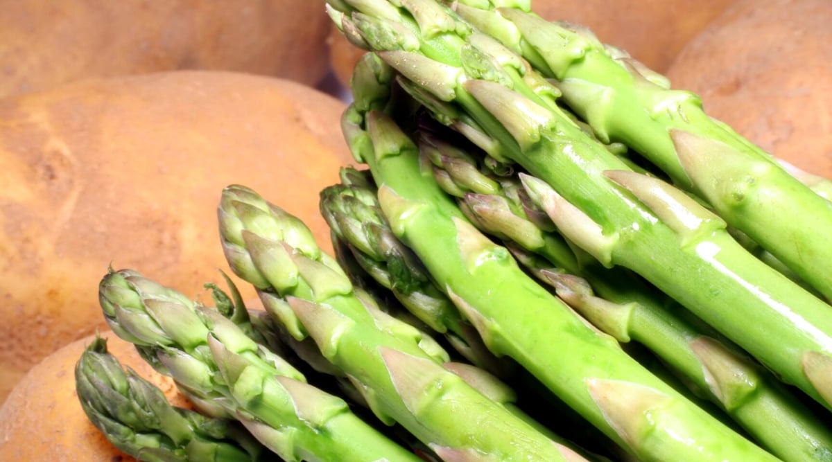 Close-up of asparagus and potatoes. Potato bulbs are large, oval, firm, covered with a thin brownish-pink skin. The stem of asparagus is the central part of the spear or shoot.