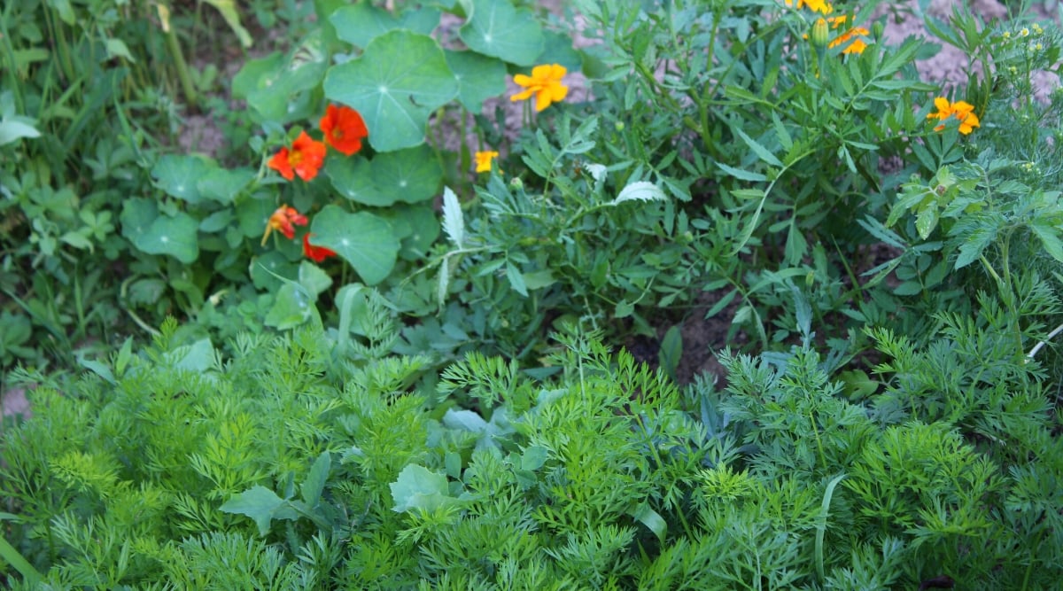 Close-up of growing carrots, marigolds and nasturtiums in the garden. Carrots have vertical rosettes of pinnate, finely dissected dark green leaves. Nasturtium is an annual flowering plant with round, green, shield-shaped leaves. The flowers are bright red, funnel-shaped with a spur at the back.