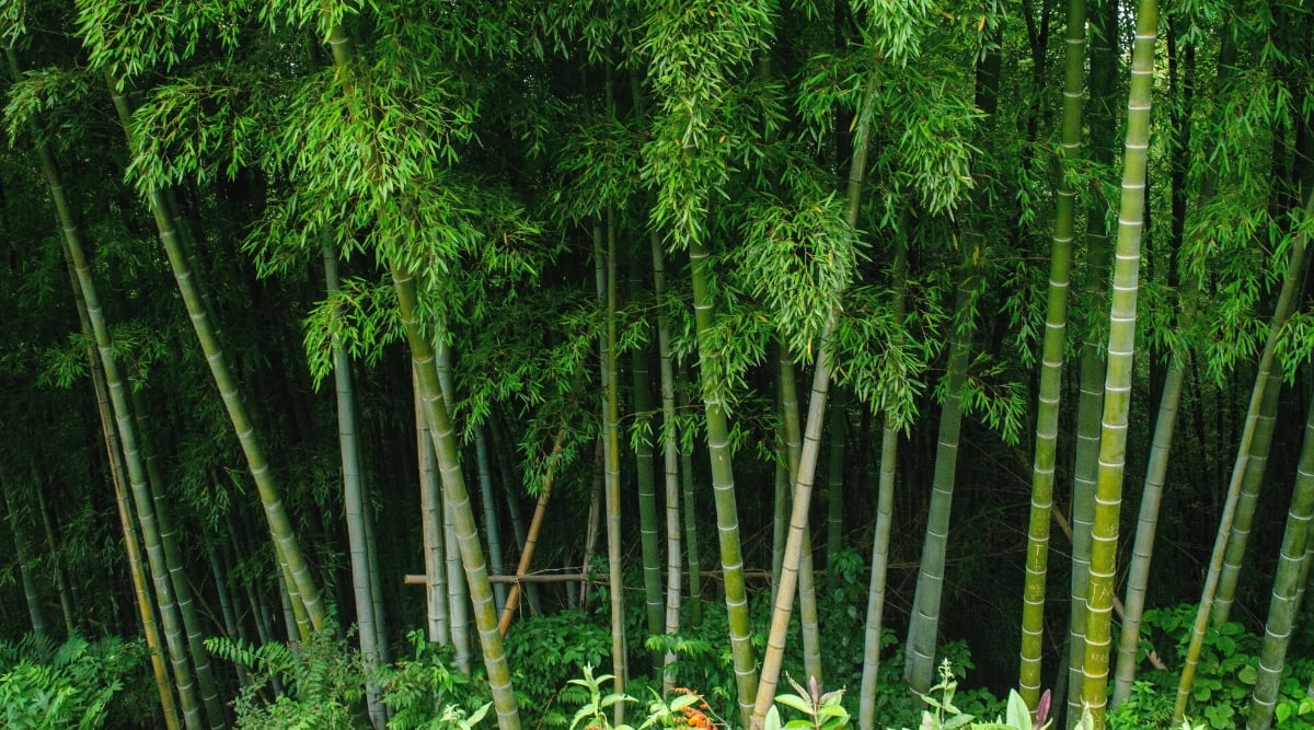 Close-up of a bamboo forest. Bamboo is characterized by its tall, slender stems called culms. Bamboo leaves are long and narrow, spear-shaped or oval in shape. The stems are cylindrical and hollow, with distinct nodes and internodes along the entire length.