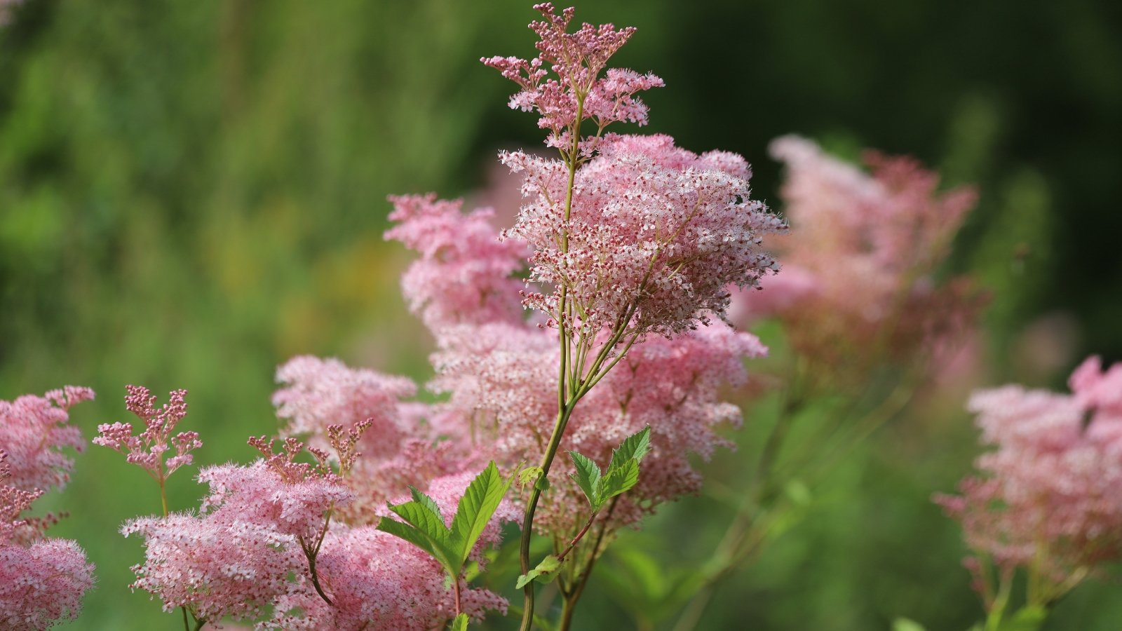 Delicate clusters of Filipendula rubra in full bloom, their soft pink flowers rising above a thick layer of dark green foliage. The intricate texture of the flowers adds a gentle contrast to the deep greens below.