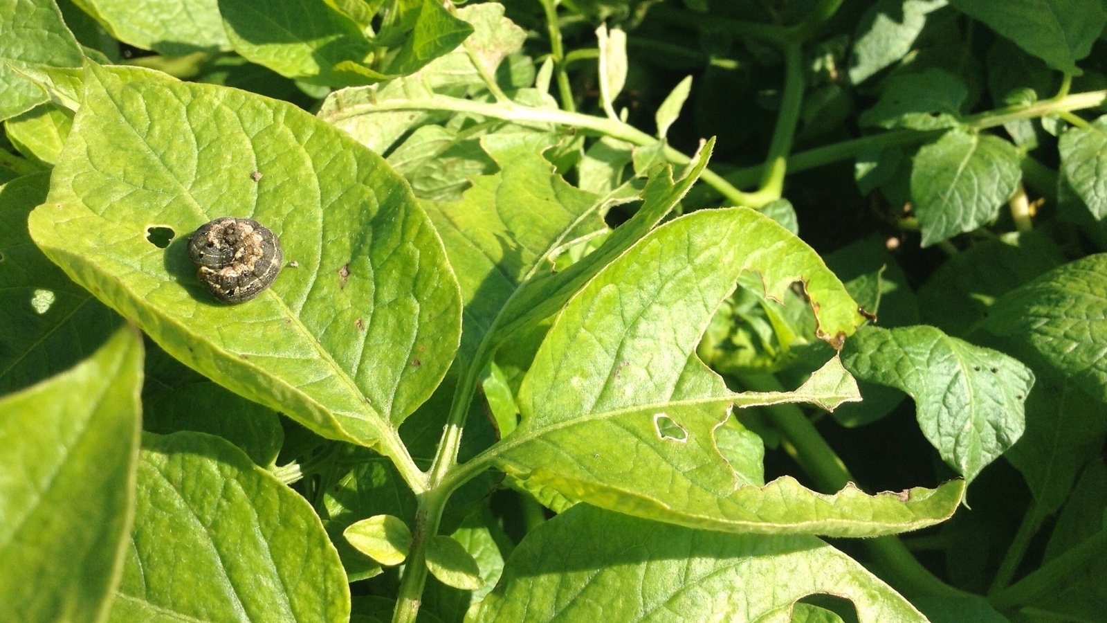 Close-up of a curled cutworm on a potato leaf, with the worm's segmented body blending in with the green foliage and causing noticeable damage.
