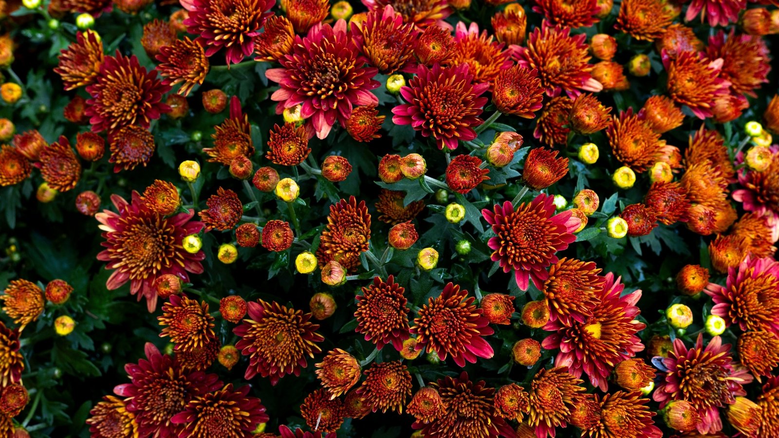 Bright red and orange blooms are scattered among tight, round buds, creating a layered texture of colors.