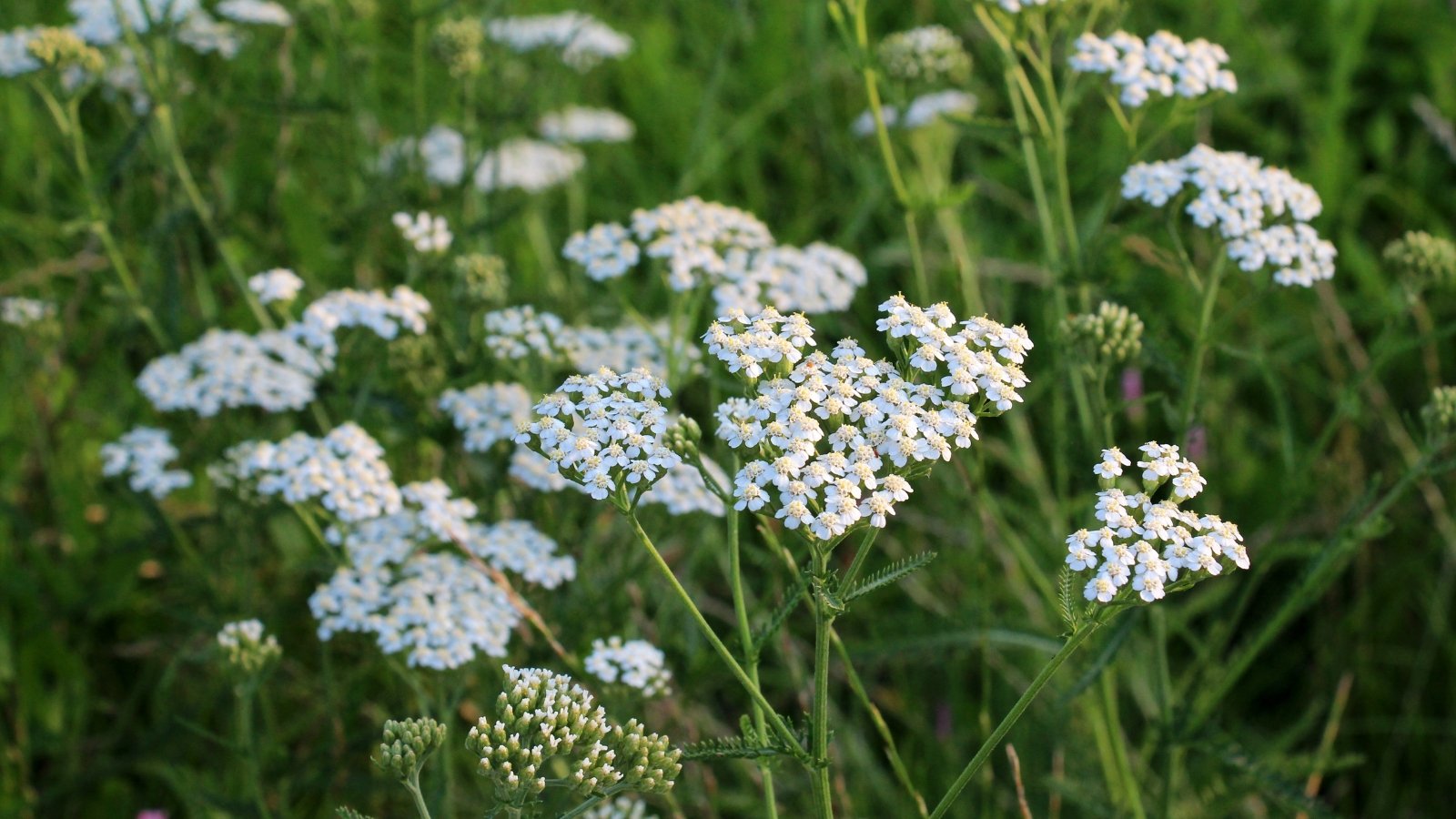 Delicate white yarrow flowers, showcasing their petite and elegant beauty against a blurred background. The slender stems gracefully support the lush blooms, evoking a sense of fragility and abundance in nature's intricate design.