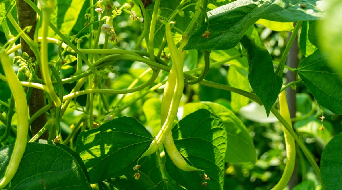 Green long beans, vibrant and crisp, dangle gracefully from their intertwined stems. The leaves, a lush shade of emerald, surround the beans like a protective curtain, capturing sunlight for nourishment.
