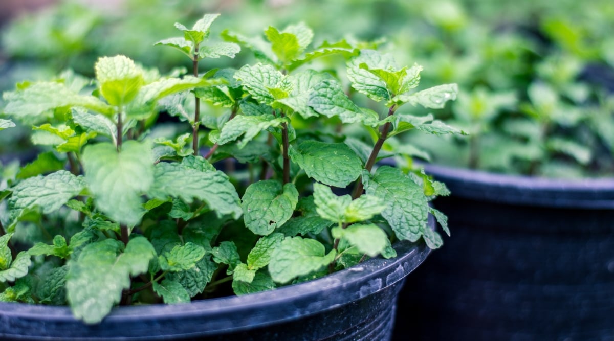 A pair of black pots cradling healthy mint plants. The mint plant's leaves, teeming with aromatic oils, exhibit a rich, emerald color and a textured surface adorned with delicate veins, evoking a sense of culinary delight.