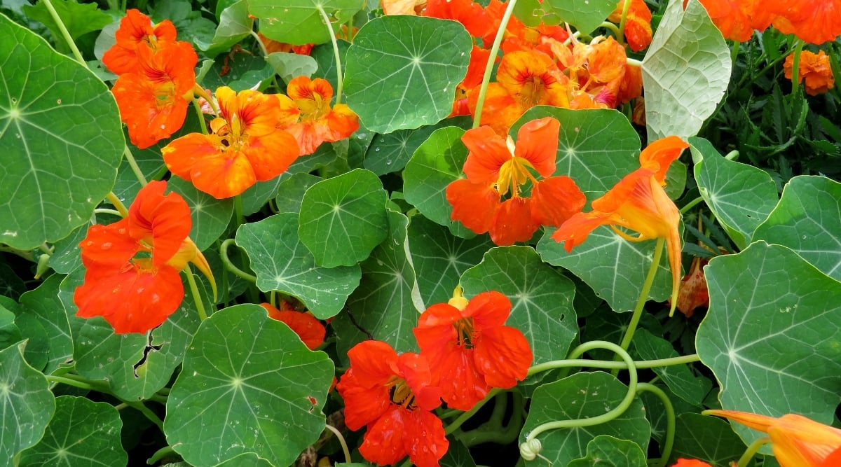 Vibrant orange nasturtium flowers bloom with intricate petals, adding a burst of color to the scene. Their rounded leaves, varying in size, showcase a deep green hue that complements the fiery blossoms. 