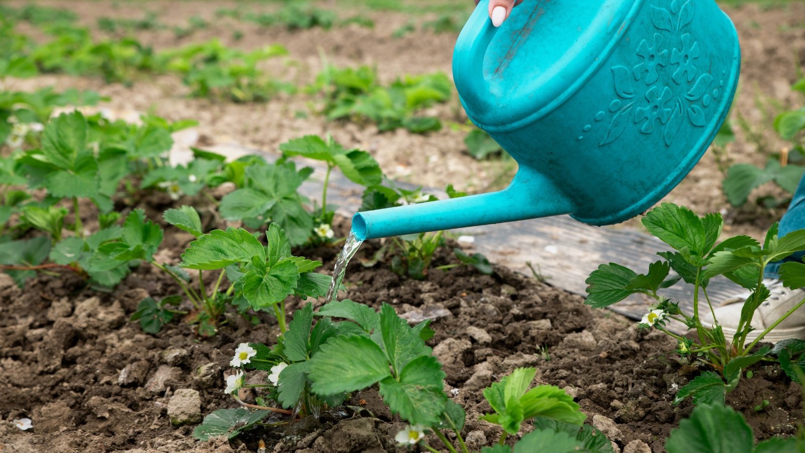 A blue watering can pours water over small, leafy green shrubs growing in a garden bed, with moist, dark soil and patches of fresh greenery visible around the plants, while the background shows a mixture of dirt and grass.