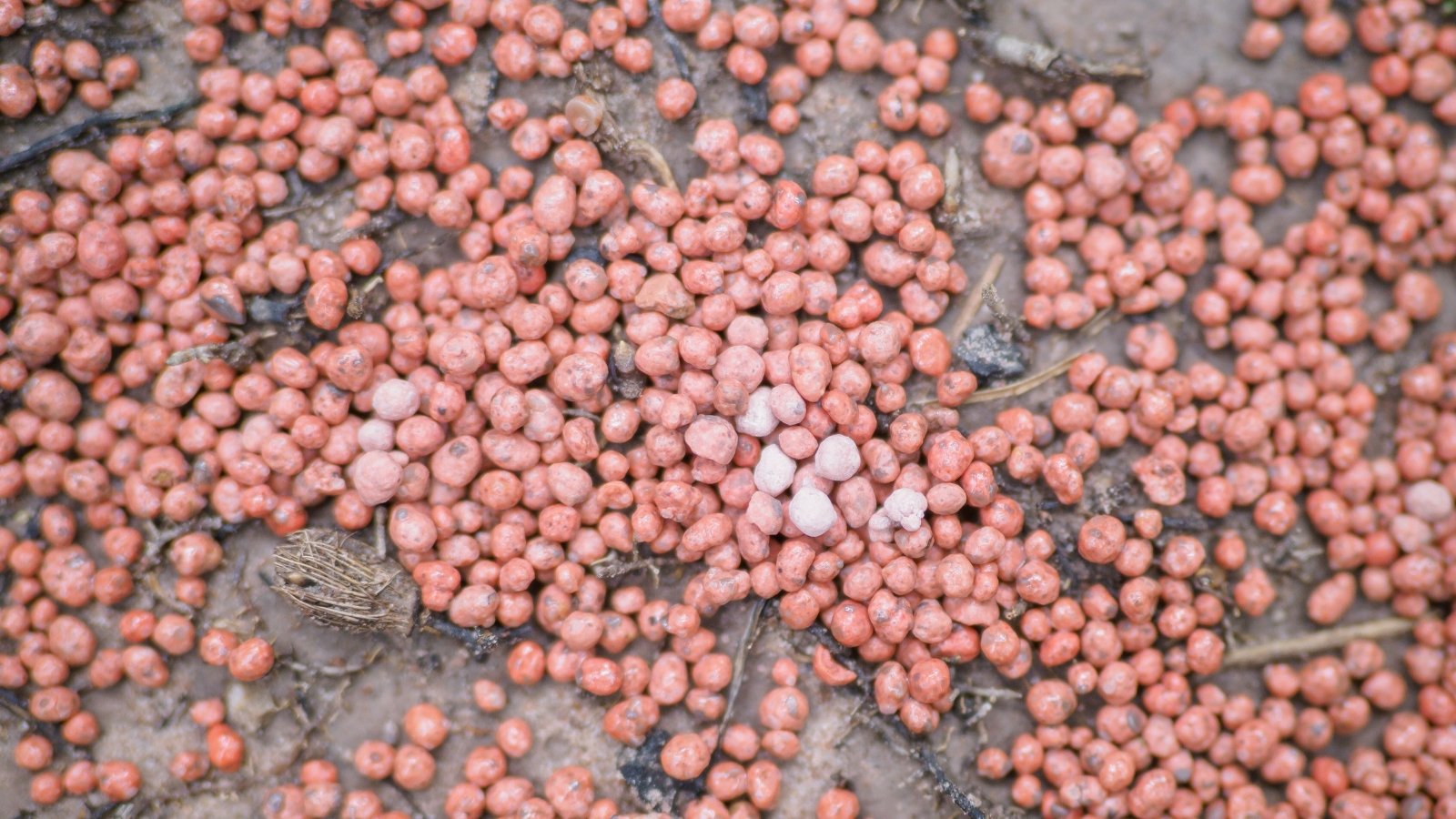 Close-up of small round pink granules of chemical fertilizers scattered on the soil in the garden.
