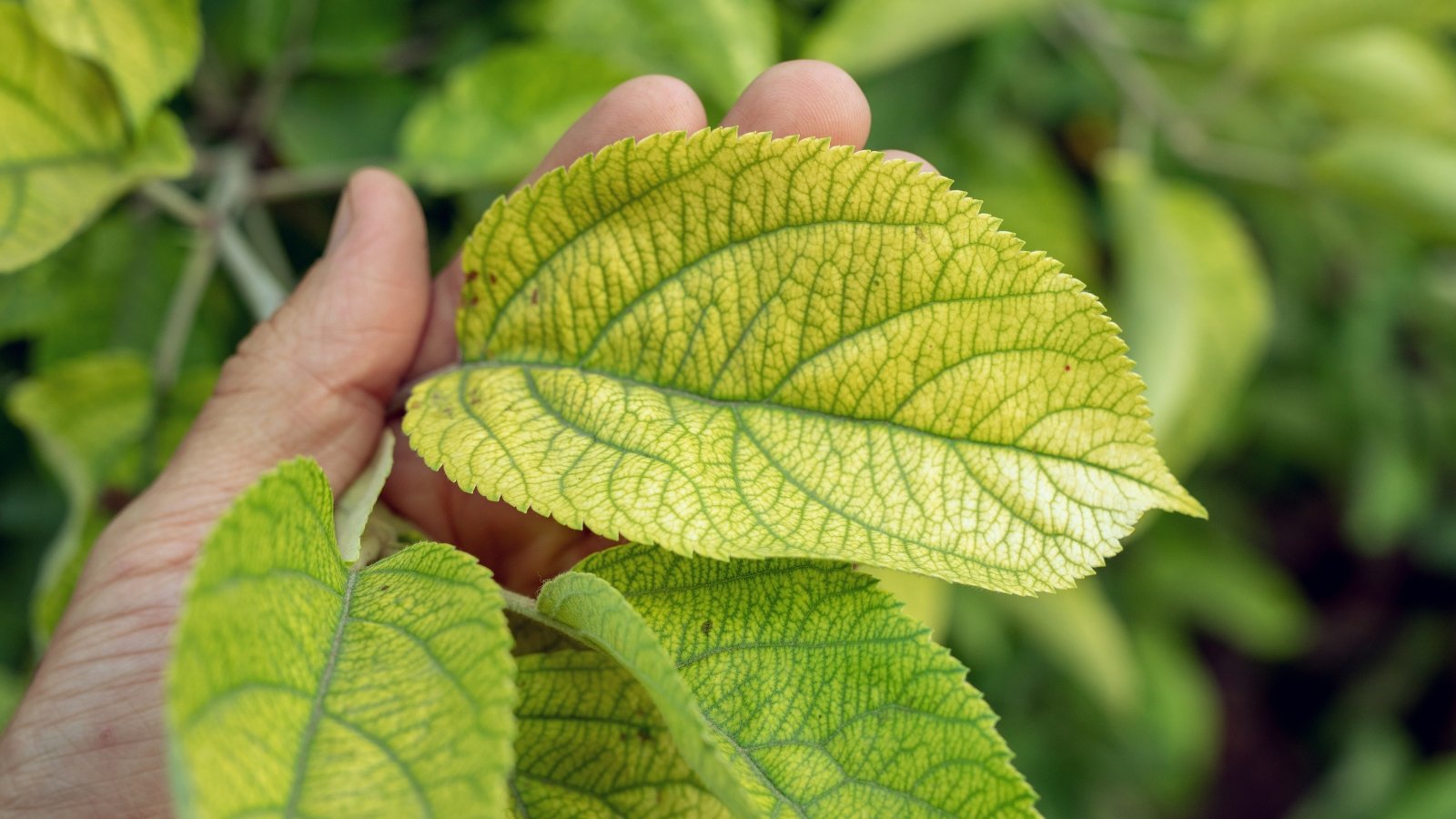 A close-up of a hand holding a large green leaf with yellow discoloration, highlighting the early signs of leaf deterioration.