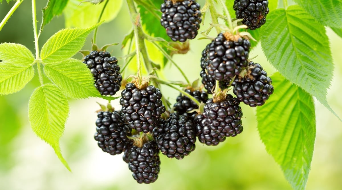 This image is a close-up of ripe blackberries hanging on a stem. The juicy blackberries are plump and dark, with a glossy sheen. The leaves surrounding the berries are lush and green, with serrated edges, and the stem is sturdy and thick, supporting the weight of the fruit.