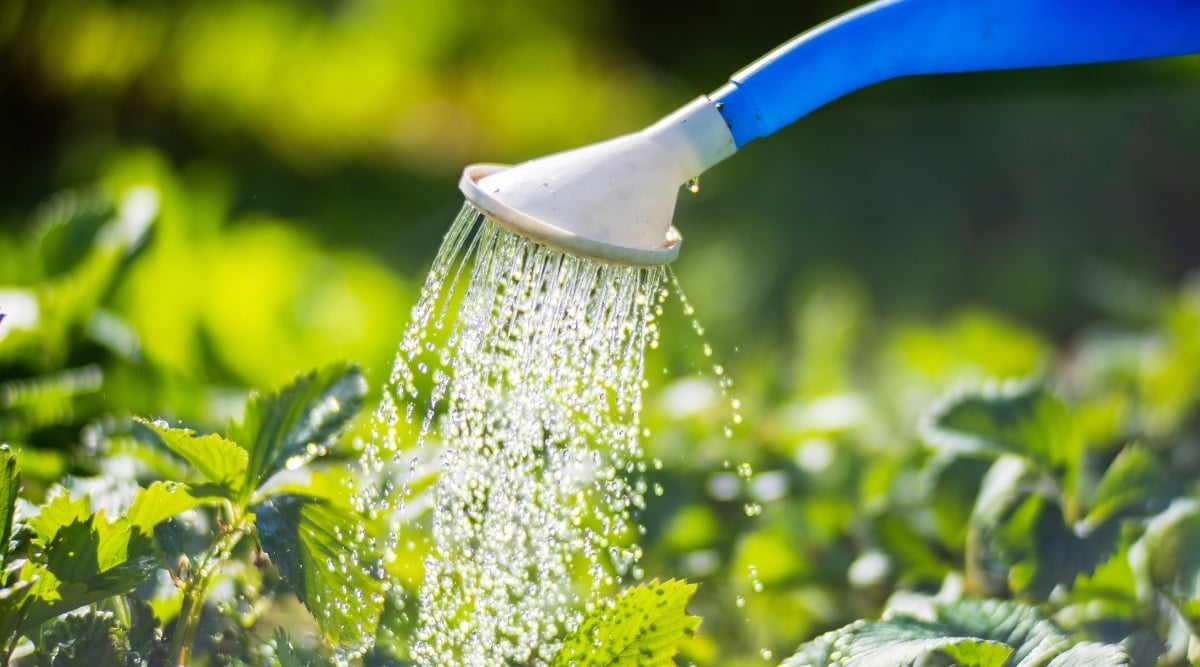 A a blue watering hose sprays water over green and luscious strawberry plants. Droplets of water fall onto the plant's leaves.