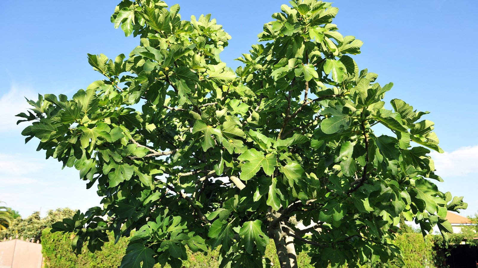 Large, broad green leaves spread out, basking in the warm sunlight in an outdoor setting.