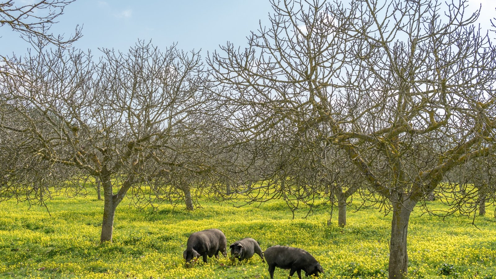 A group of black pigs is seen grazing peacefully in the middle of a sprawling field beneath a canopy of trees.