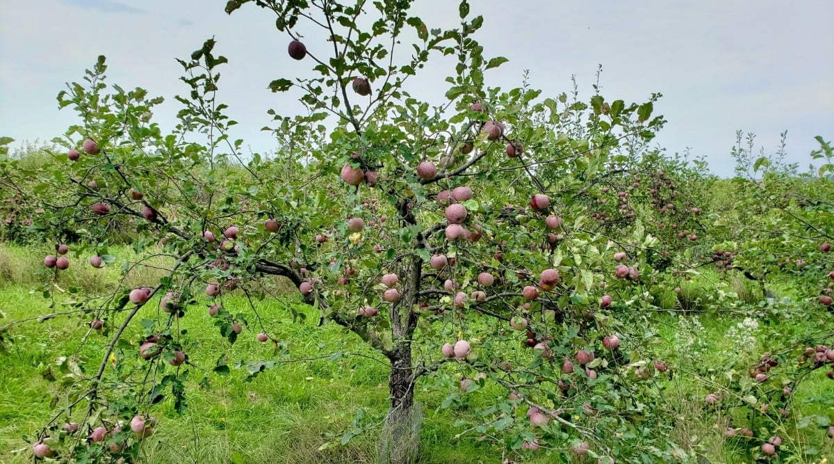 Single tree growing in an orchard. The tree has many round, red fruits growing on it. There is a central trunk with several branches growing form it. The bark on the trunk and branches is brownish-gray. The leaves are oblong and slightly serrated. There is grass growing under the tree and other green plants growing in the background. The day looks gray and overcast.