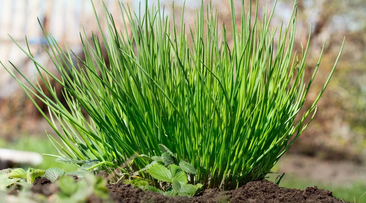 A chive planted is cultivated in brown soil. The leaves are long, thin, and green in color. 