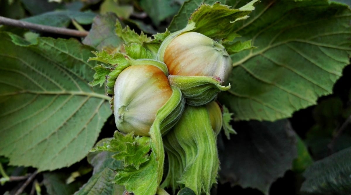 Close-up of Hazelnuts with small, round nuts that are enclosed in hard, woody shells that are covered by a papery outer layer. The leaves are alternate, simple, and green in color with a slightly glossy texture. 