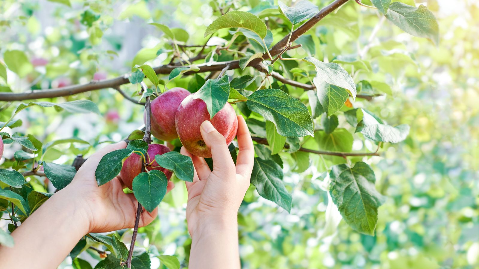 Gala fruits appearing vivid red and ripe, held by a person using their bare hands, with the fruits still attached to the branch