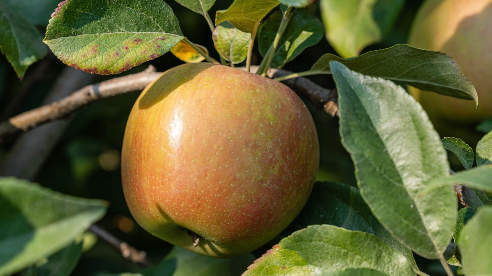 A Honeycrisp fruit with subtle red color appearing almost orange under sunlight, surrounded by deep green leaves