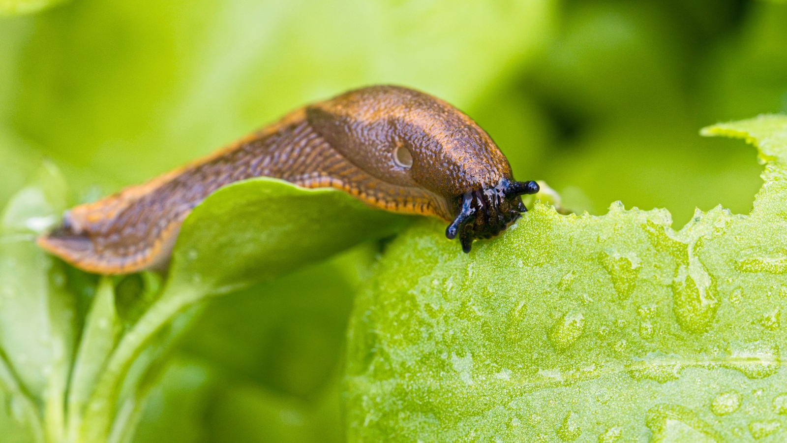 The Spanish slug is a large, slimy, reddish-brown to orange gastropod with a smooth, elongated body on a green leaf.