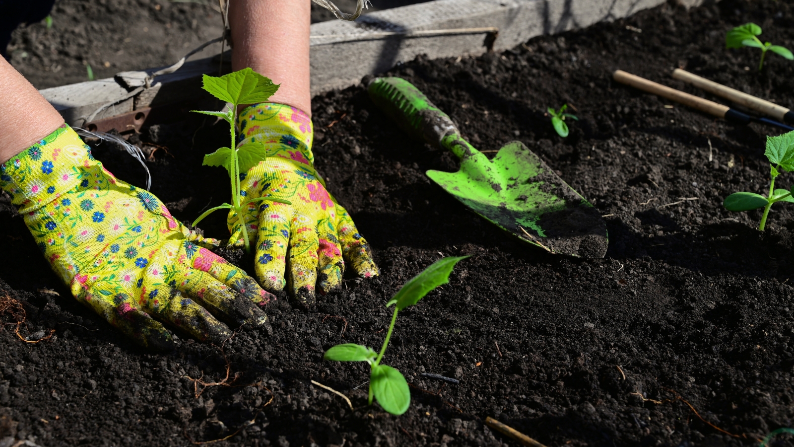 Close-up of a gardener wearing bright green gloves planting young cucumber seedlings in loose black soil.
