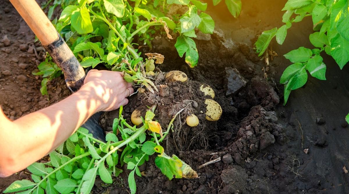 A gardener digging a hole in the garden to dig up some potatoes. They are fully grown and ready to be harvested. There are other plants around them ready to be dug up. The soil is dark and fertile.