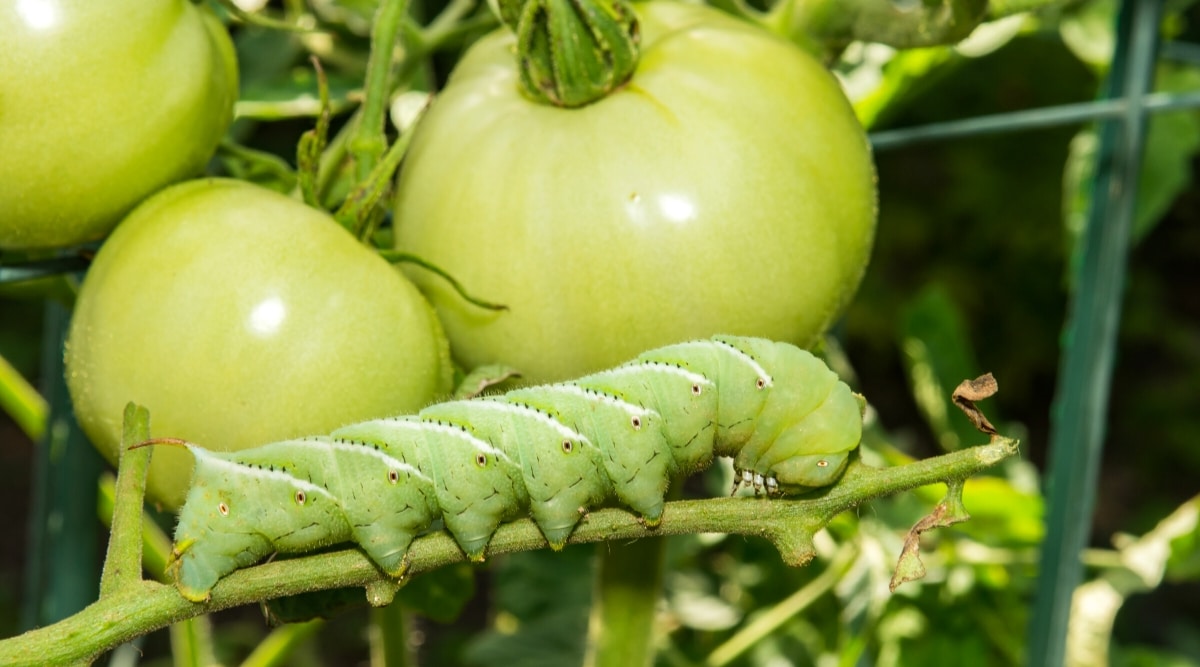 Close-up of a tomato worm crawling near green tomato fruits. The tomato worm is a large bright green caterpillar with a horn-shaped tail. It has repeating parallel white stripes and yellow spots on its back.