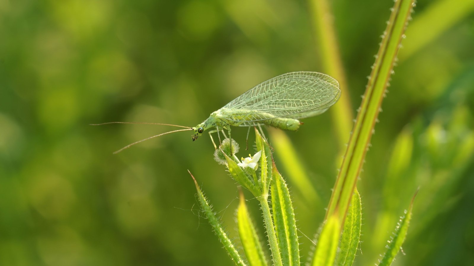 A common green lacewing resting on a vibrant green plant; its delicate wings translucent and veined.