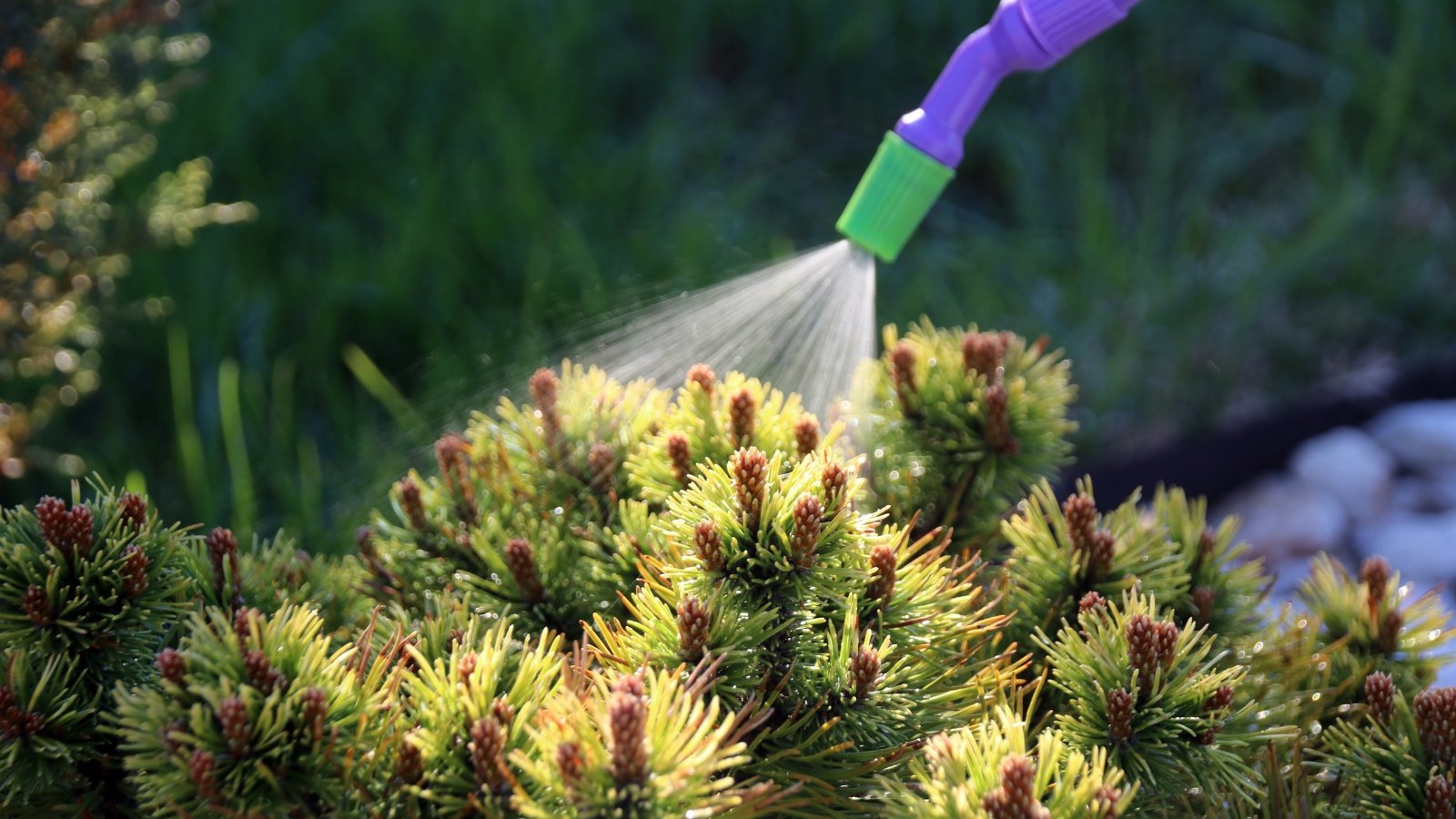 A dwarf mountain pine plant receives a refreshing spray of water under the warm sunlight.