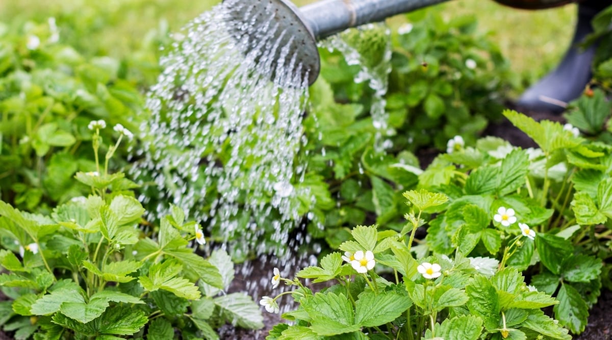 Gardener watering plants in the garden. They are watering with a metal canister, and there are several white flowers blooming from the plants.