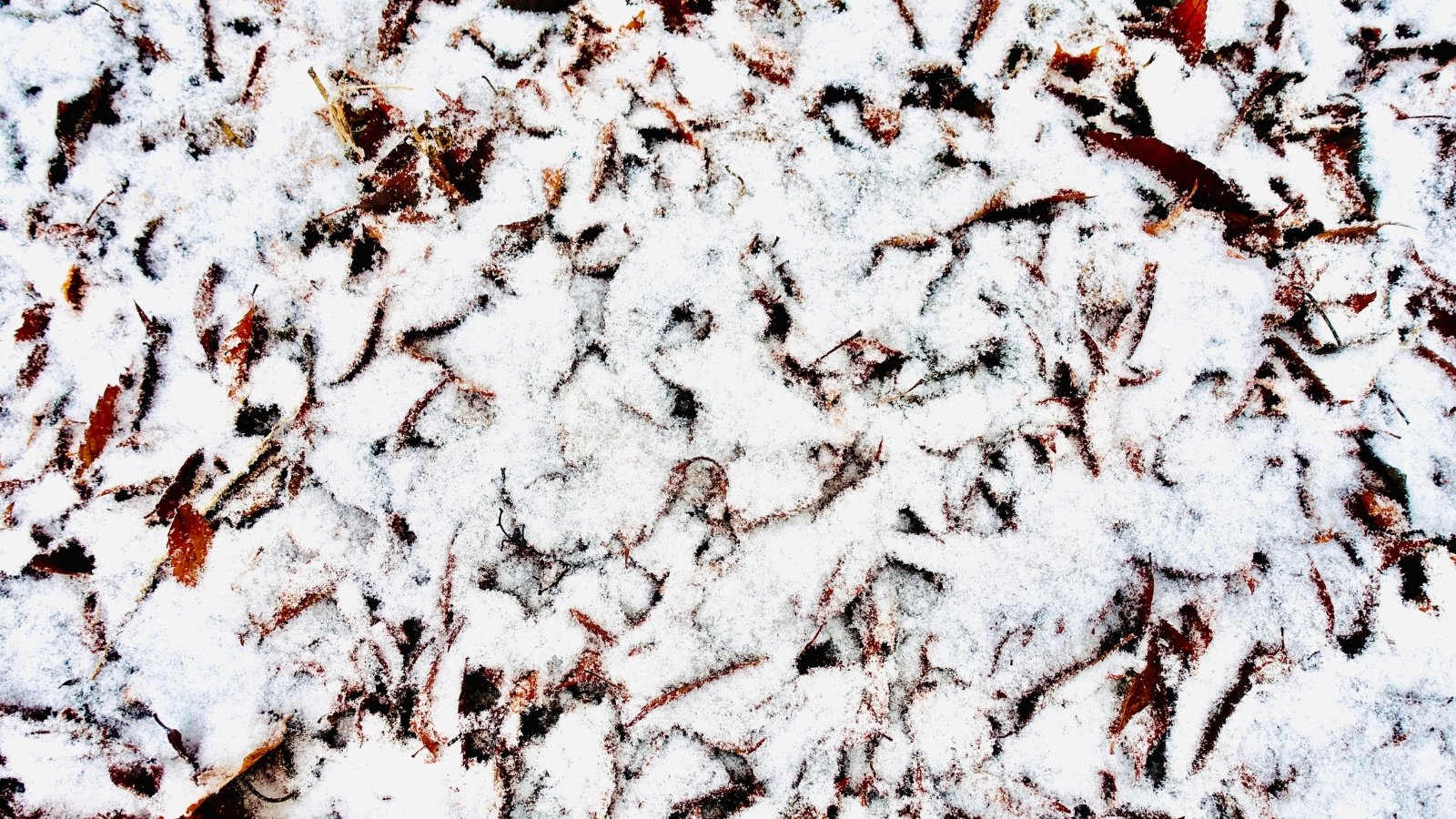 The dried foliage on the ground is covered in snow.