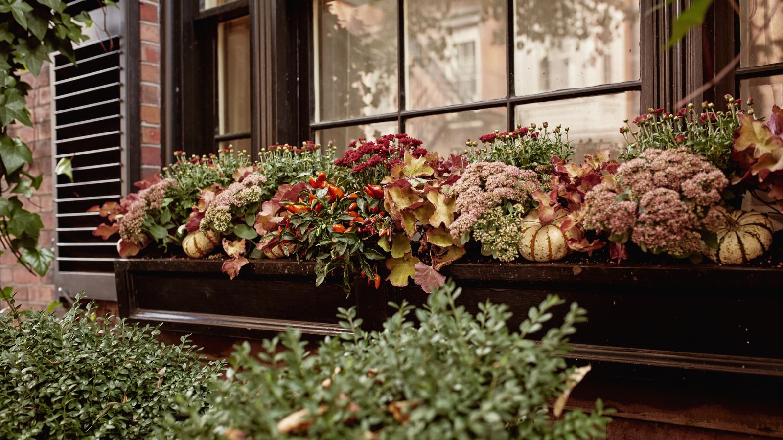 A shot of a window box planter with various neutral colored flowers that complement each other