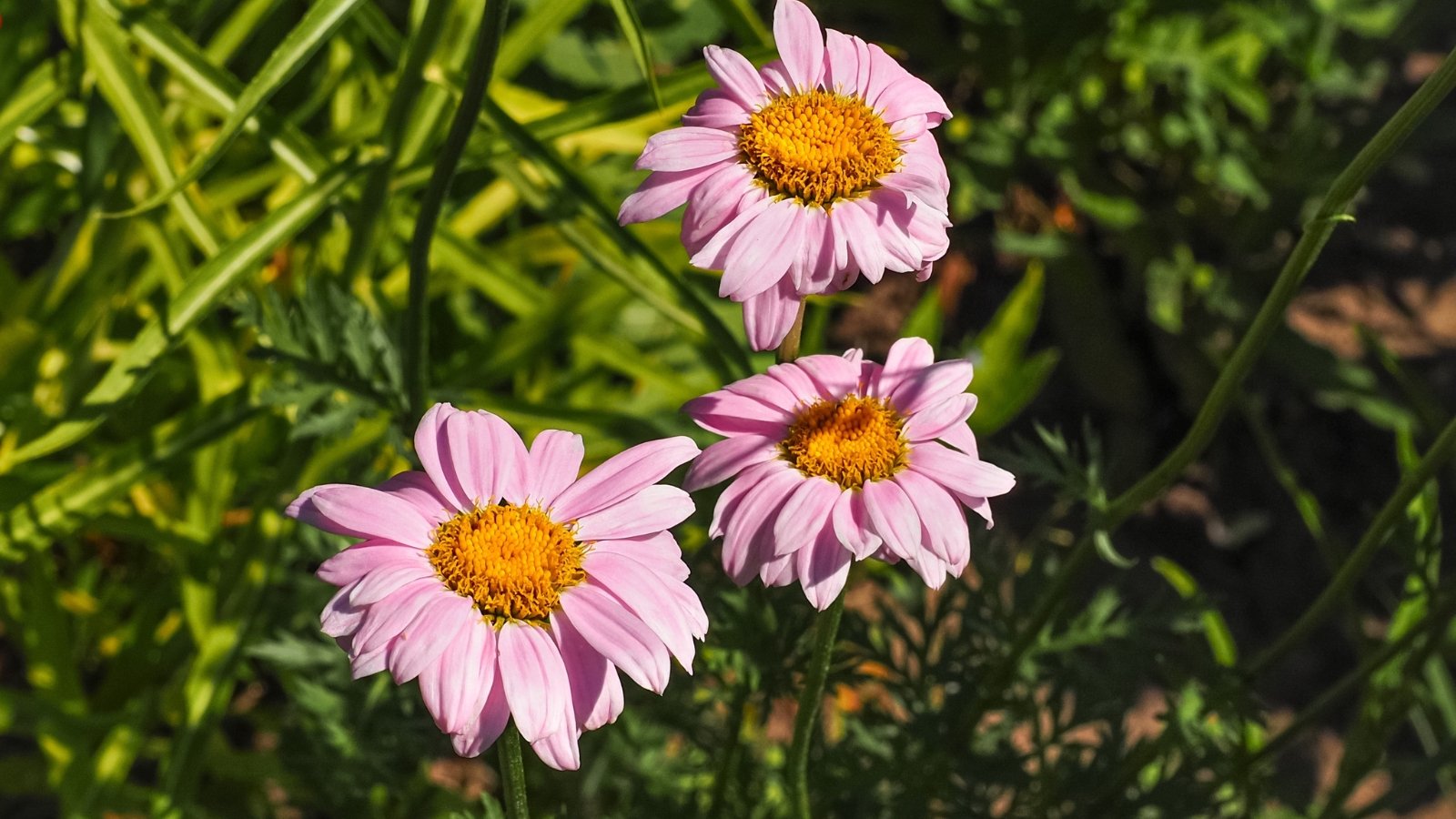 Light pink daisy-like flowers with yellow centers stand tall, their slender green stems blending into the background.