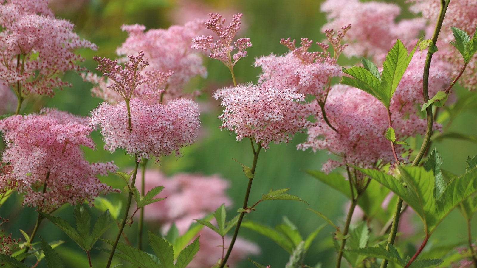 Filipendula rubra blossoms with their signature soft pink clusters rise above dense green leaves. The light pink flowers create a striking contrast against the darker hues of the leaves beneath them.