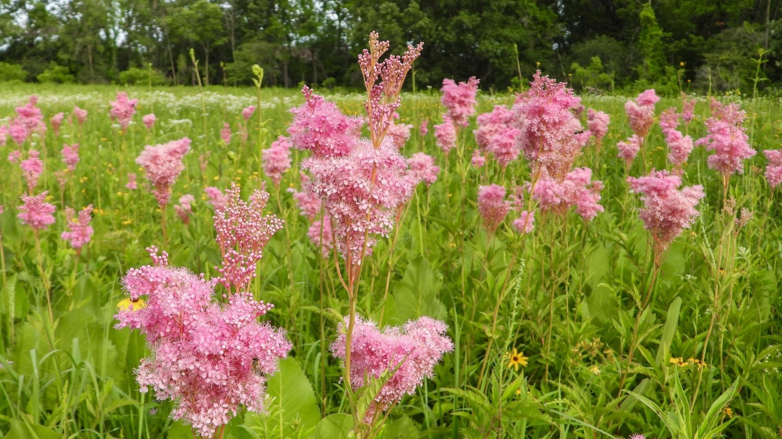 An open field filled with Filipendula rubra plants. The soft pink flower clusters rise above the green field, spreading their delicate plumes toward the sky. The surrounding grasses and wild plants create a peaceful, natural scene.