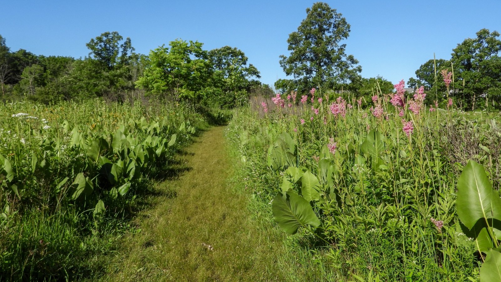 A pathway lined with Filipendula rubra in full bloom. The light pink flowers form fluffy clusters along the green trail, framed by towering trees and a wide-open sky, creating a scenic landscape.