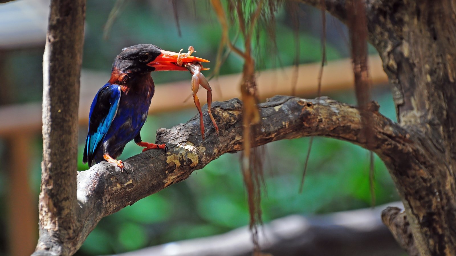 A small bird with a vivid red beak perches on a thin branch, clutching an amphibian in its mouth, surrounded by lush green foliage and filtered sunlight.