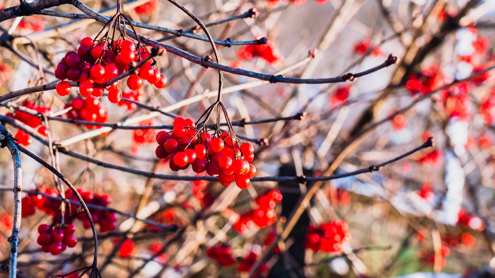 Bright red berries cling to thin, leafless branches on a cold winter day. The background is a mix of frosty ground and blurred bare trees, with the vibrant berries adding a splash of color to the otherwise muted landscape.