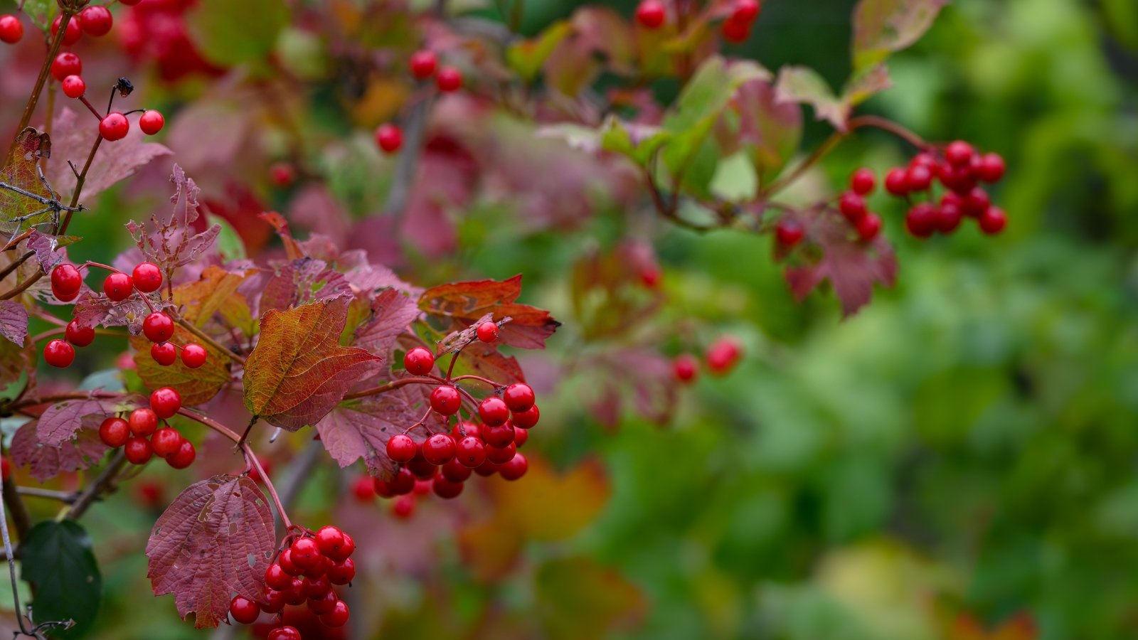 Bright red berries glisten with morning dew as they hang from a stem surrounded by green, slightly curled leaves. The leaves have jagged edges and are tinged with shades of red, adding to the autumnal atmosphere.