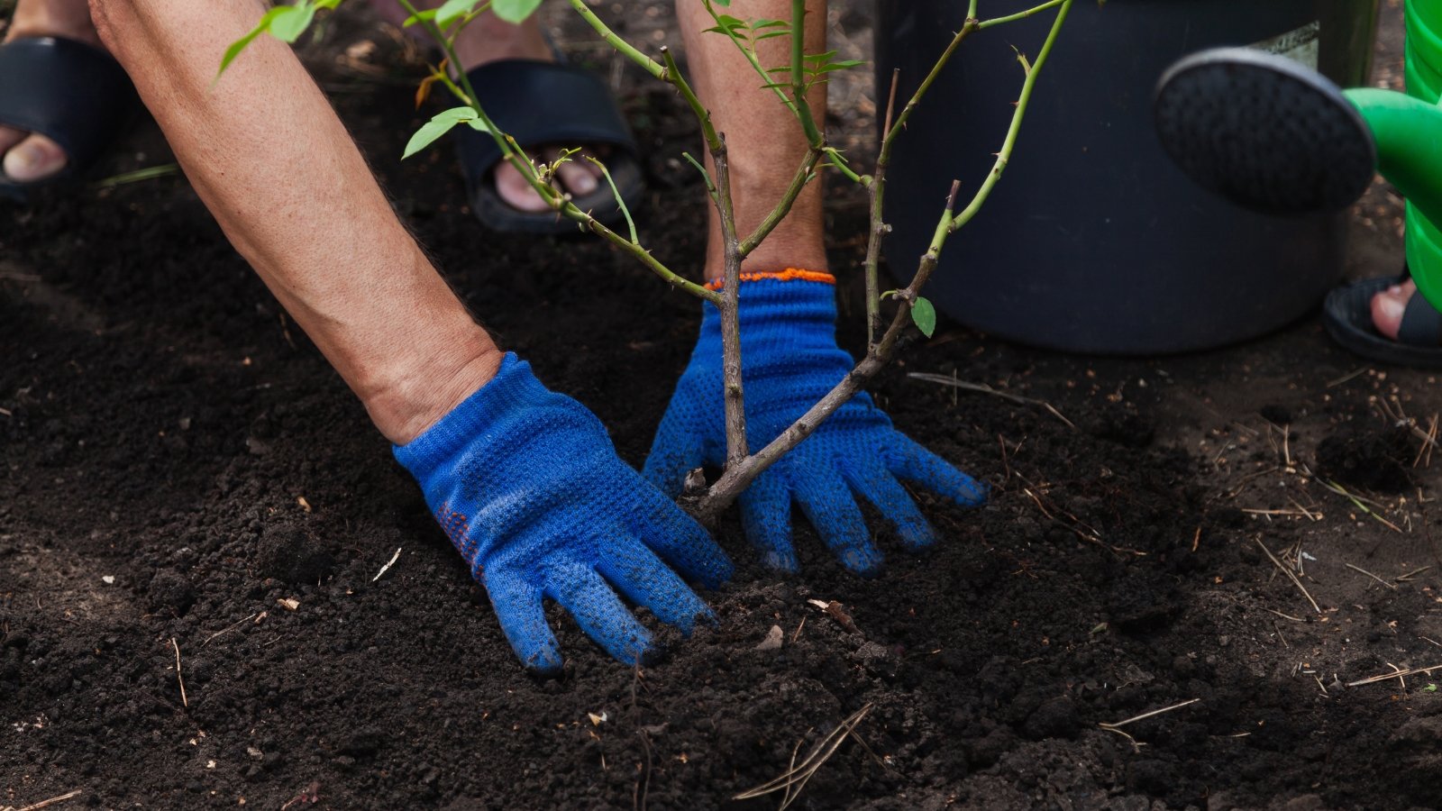 Close-up of a man’s hands in blue gloves transplanting a rose bush into loose black soil in a garden.
