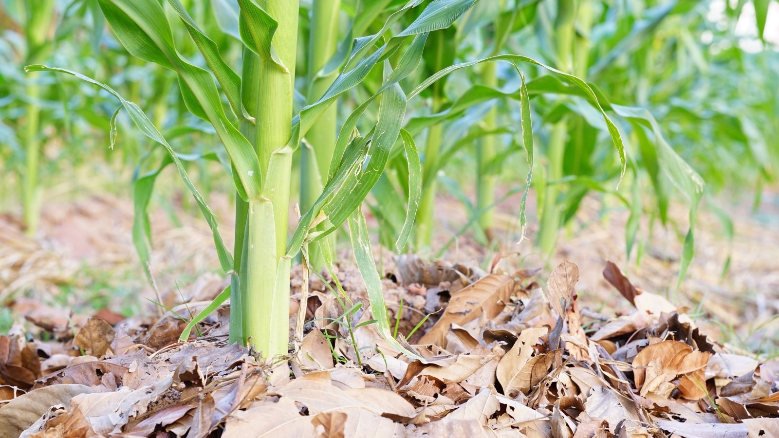 Tall, slender green stalks rise from a ground blanketed in brown, dry leaves, creating a contrasting mix of fresh greenery and decaying foliage.