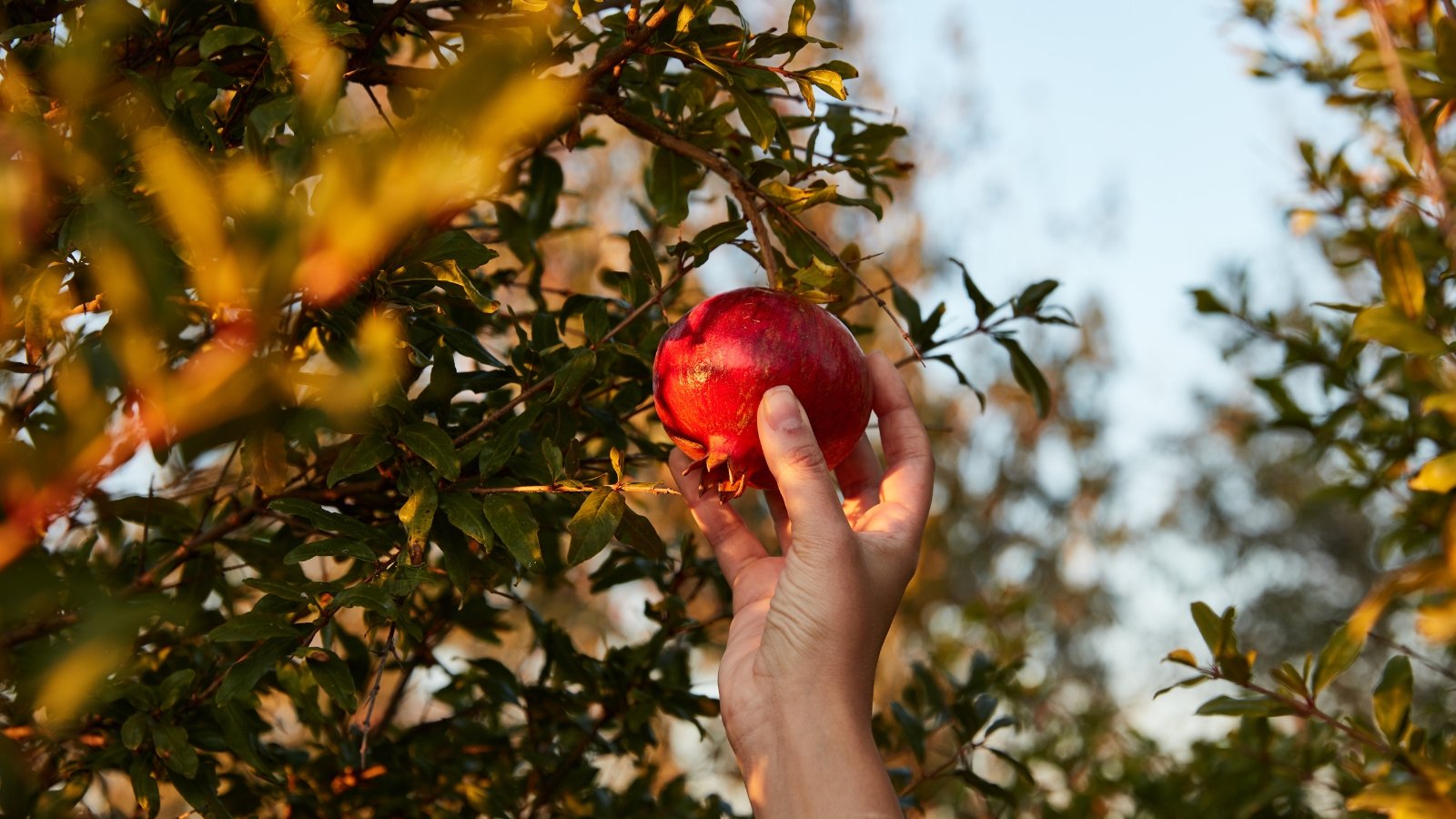 Close-up of a woman's hand reaching for a ripe, round fruit hanging from a thin branch with smooth, vibrant pink-red skin.
