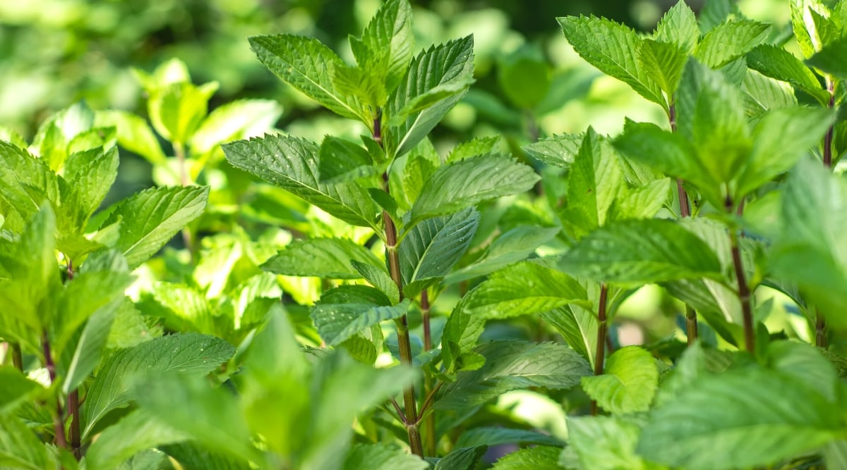 Close-up of a growing mint in the garden. Mint forms vertical square stems of a green-purple hue, covered with green leaves. The leaves are oval, with serrated edges.